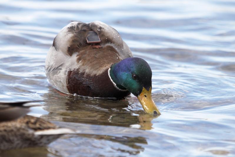 Photo of mallard with GPS transmitter: 