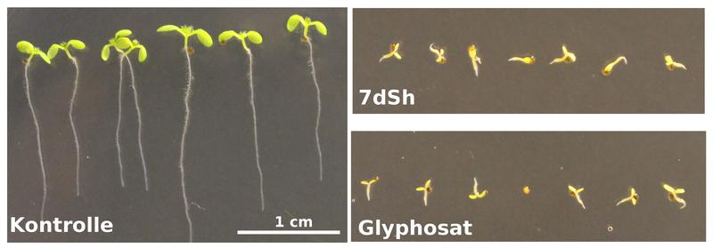 Arabidopsis thaliana Keimlinge nach 7-tägigem Wachstum: Während die Kontrollgruppe (links) sich normal entwickelte, wurde das Wachstum bei der Gabe von je 260 µM Glyphosat (Abbildung un