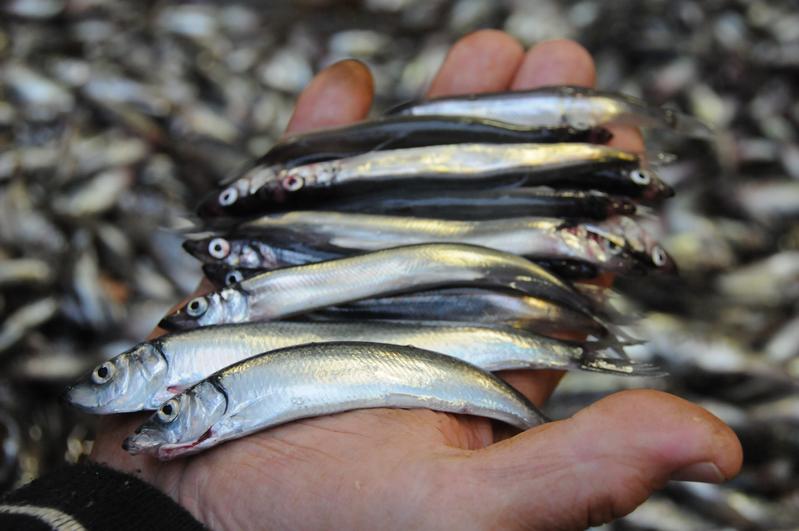 Heringe und Lodden auf der Hand eines Fischers