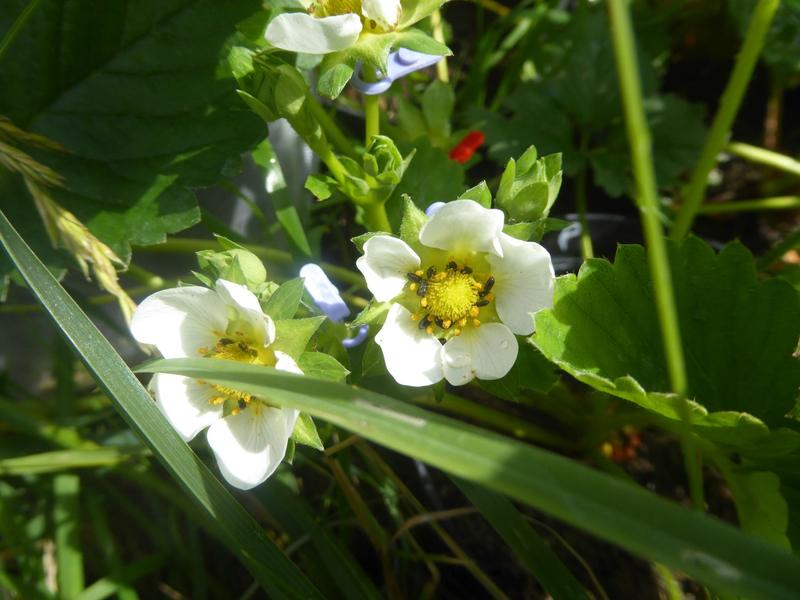 Fressende Rapsglanzkäfer in den Blüten von Erdbeerpflanzen.