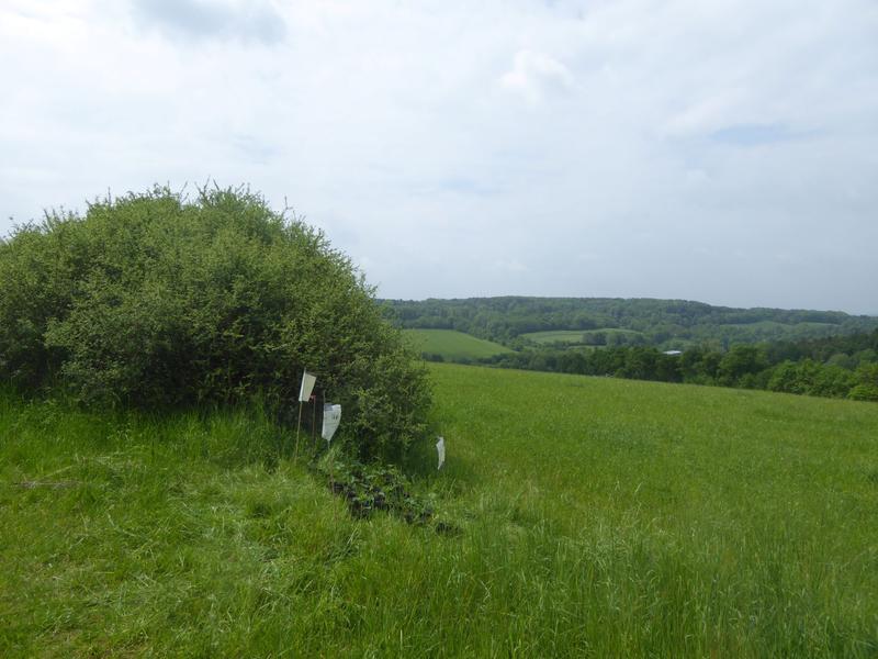 Erdbeerpflanzen neben einer freistehenden Hecke.