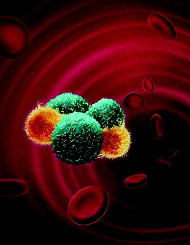 Artistic representation of tumor cells traveling in the bloodstream escorted by neutrophils. Through this interaction, neutrophils are able to enhance the metastatic ability of tumor cells.