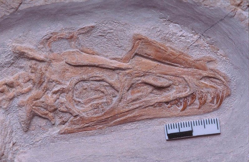 Freigelegter Kopf eines bisher unbekannten Dinosauriers. ©Jura-Museum Eichstätt