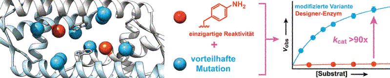 Die „Evolution im Labor“ eines Designer-Enzyms mit einer abiotischen Anilin-Seitenkette führt zu Varianten mit wesentlich höherer Aktivität.