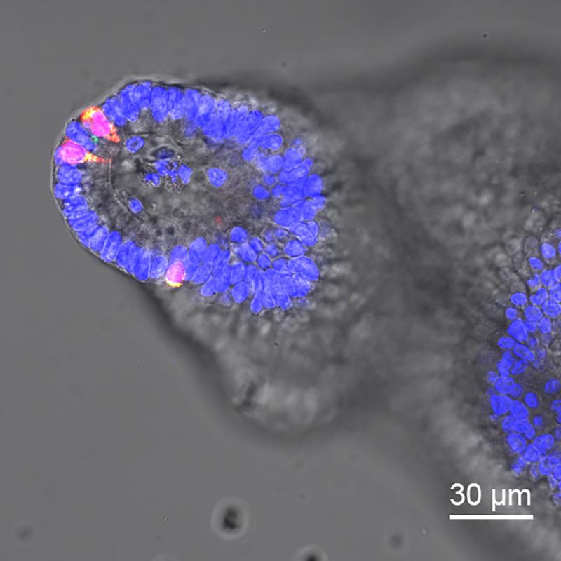Repräsentatives immunfluoreszenzmikrosokopisches Bild von Kolonorganoiden von Mäusen nach einer 7-tägigen Inkubation mit hitzeinaktivierten Zellen von Clostridium ramosum 