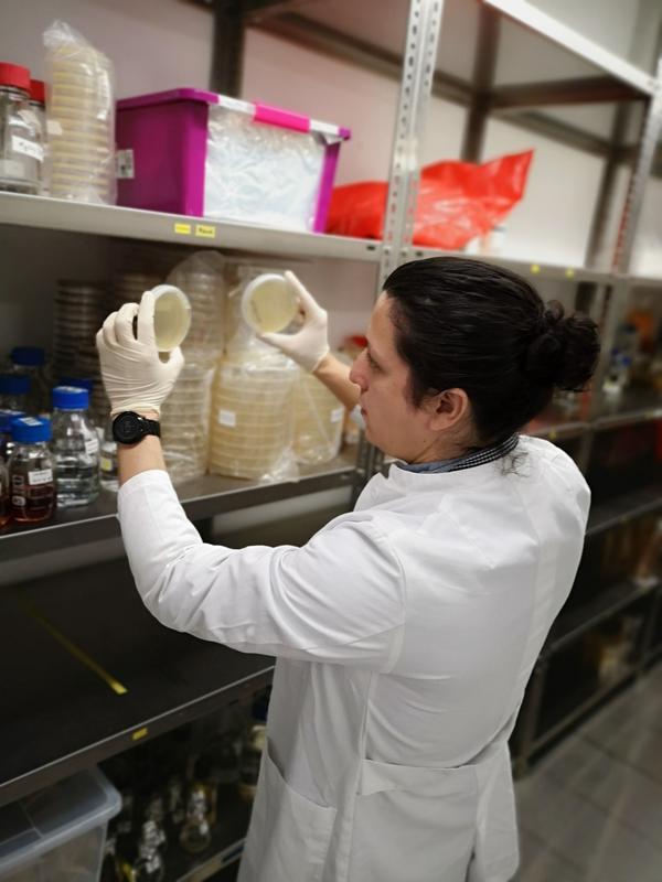 Scientist examines bacterial growth after phytase screening.