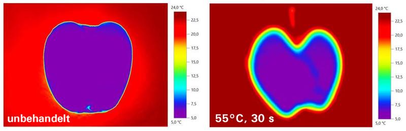 Die Heißwasserbehandlung (55°C, 30 Sek) eines Apfels nach Entnahme aus dem Lager (ca. 5°C) führt zu keiner maßgeblichen Erwärmung des Fruchtfleischs (Thermografie-Aufnahme, links unbehandelt).