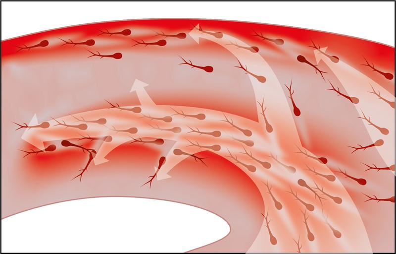 Zellwanderung in der Großhirnrinde der embryonalen Maus: Interneurone (dunkelrote Zellen) erspüren den Botenstoff CXCL12 (rot) und folgen ihm auf definierten Routen.