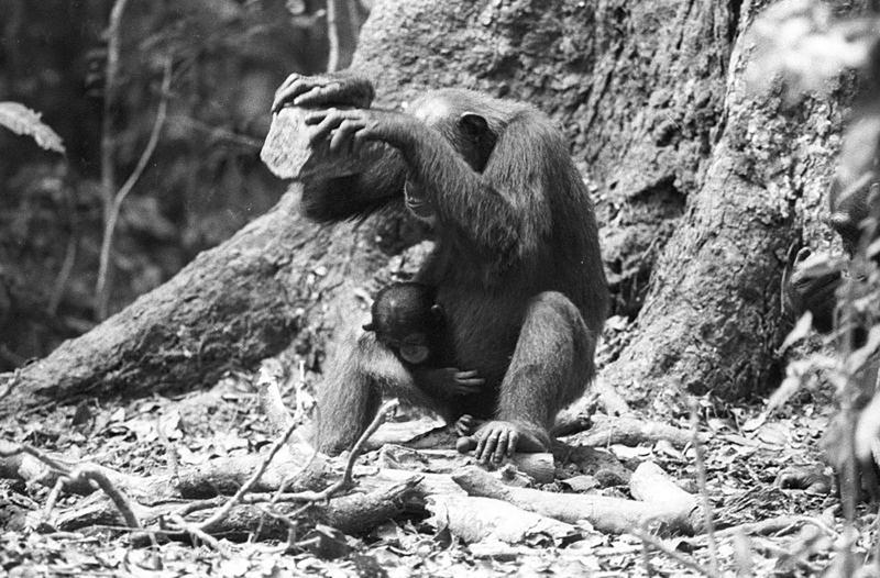 Weiblicher Taï-Schimpanse beim Knacken von Panda-Nüssen mit Hilfe eines Steinhammers. Als Amboss dient eine Wurzel. 