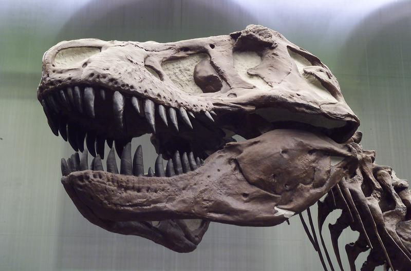 Der T. rex besaß einen Schädel mit außerordentlicher Flexibilität. 
