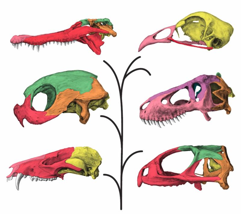 Der T. rex-Schädel wurde unter anderem mit den Schädeln von Opossum, Huhn und Schildkröte verglichen. Die Farben zeigen unterschiedliche Schädelmodule an. 