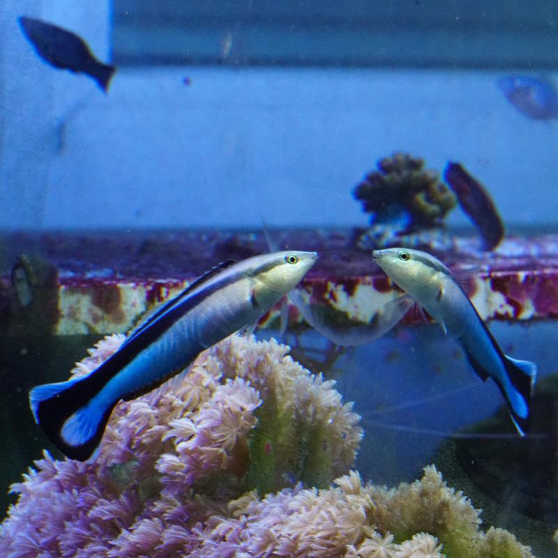 Fisch mit Spiegel: Der Spiegel außerhalb des Aquariums ist im Bild unsichtbar, da die Glasscheibe des Beckens unter dem Blickwinkel der Kamera selbst zum Spiegel wird. Der Fisch dir
