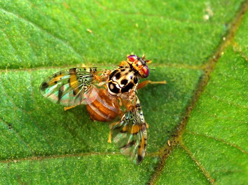 Die Mittelmeerfruchtfliege Ceratitis capitata. 