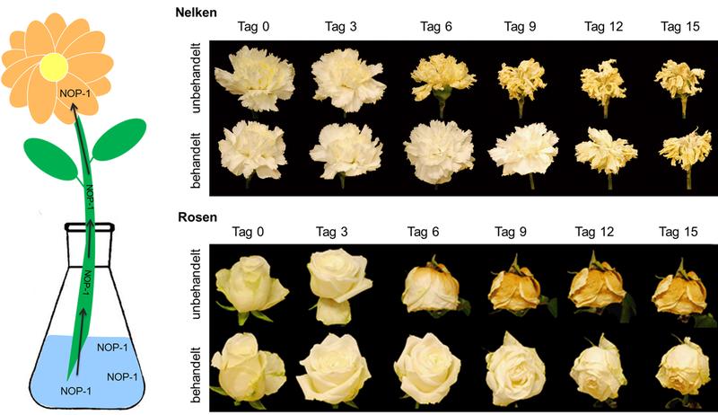 Schnittblumen erhalten NOP-1 über das Gießwasser. Rechts: Zeitreihe mit fortschreitender Verwelkung; oben Nelken, unten Rosen. Bei beiden wird das Verwelken um drei bis sechs Tage verzögert. 