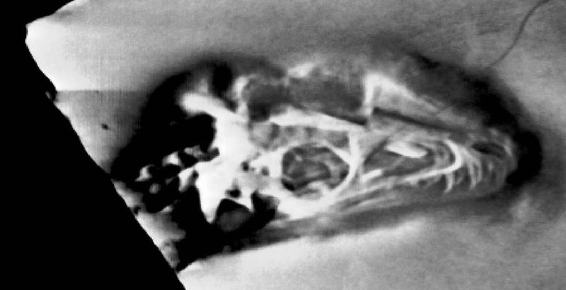 Blick durch den Stein: Eine mit Hilfe der Computer-Röntgentomographie rekonstruierte Schicht des Dinosaurierskopfes. ©Fraunhofer IIS