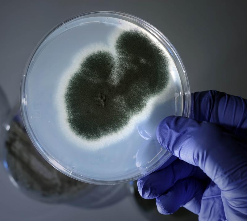 Petri dish with the fungus Aspergillus fumigatus.