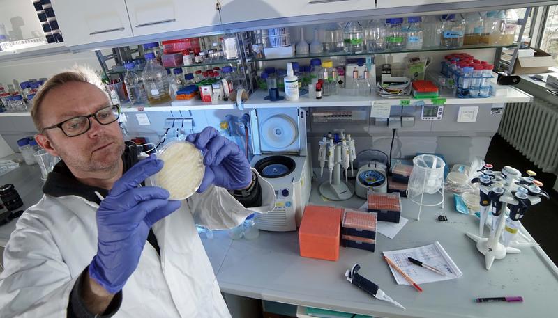 Dr Thorsten Heinekamp of the Jena research team inspects a petri dish with the fungus Aspergillus fumigatus. 