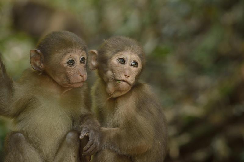 Junge Assammakaken in Thailand