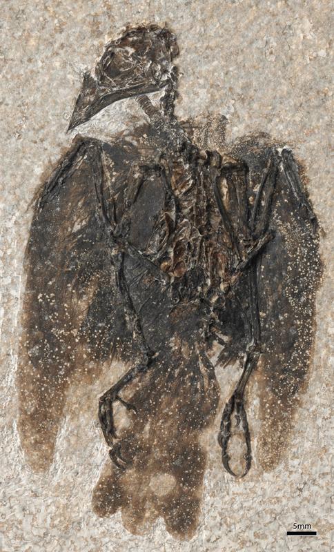 Das Fossil von Eofringillirostrum boudreauxi, der neuen Art aus Nordamerika. 