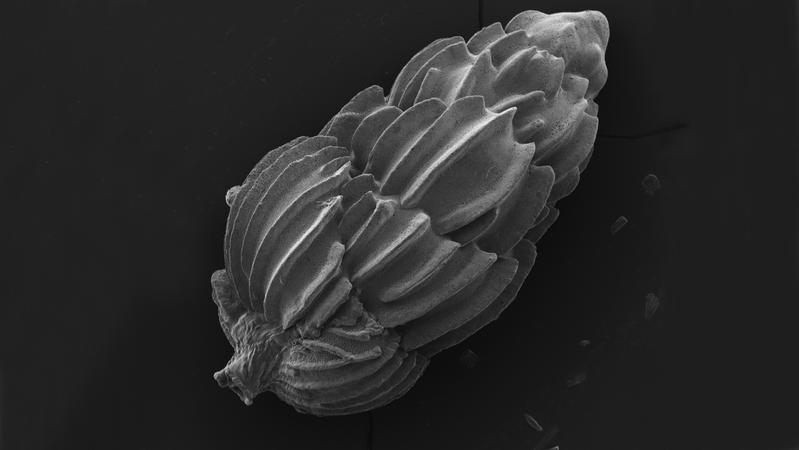 One of the organisms involved in the metabolic processes of the nitrogen cycle present in the oxygen minimum zone off Peru is the foraminifera species Uvigerina peregrina.