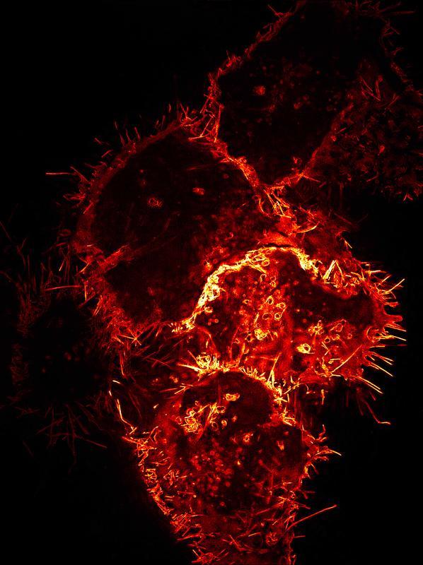 Human cells that produce virosomes