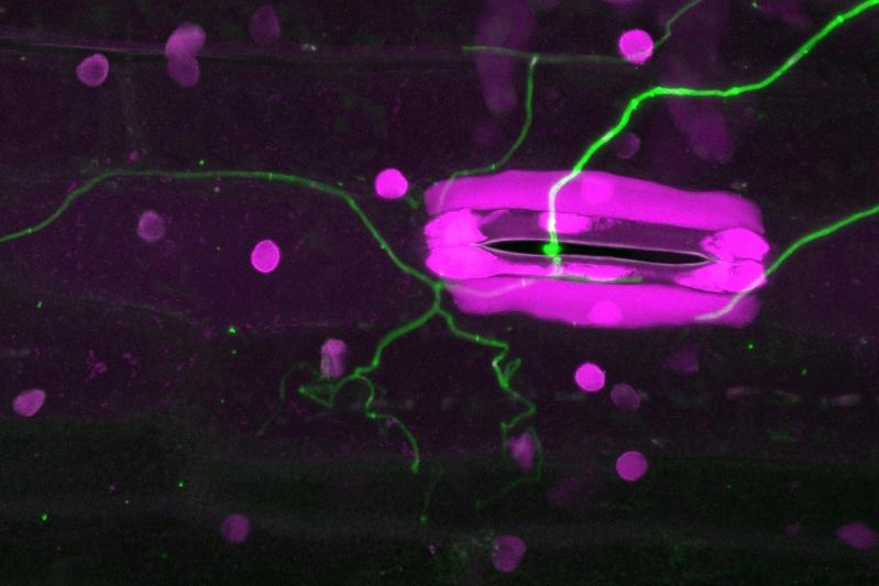 Confocal microscope image of the infection of a wheat plant: the fungus penetrates the stomata of the leaves, and can spread between the plant cells.