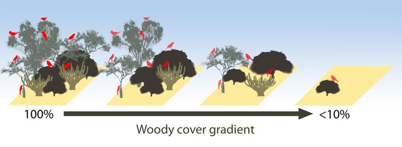 Entwicklung der Waldvogelgemeinschaft in Wäldern von hoher bis niedriger Holzdichte (adaptiert nach Bello et al. 2015) 