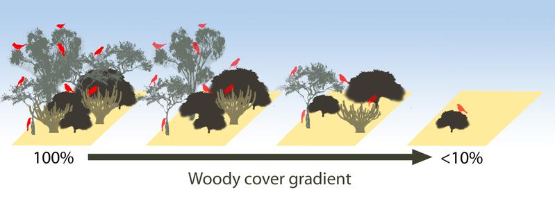 Evolution of the forest bird community from forest with high woody cover till 11% woody cover threshold (modified from Bello et al. 2015) 