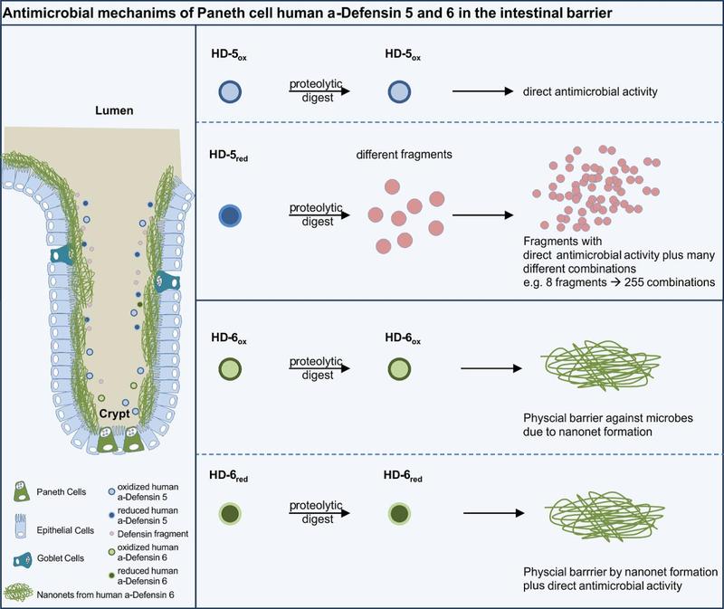 Summary of Paneth cell defensins mediated antimicrobial defense mechanisms.