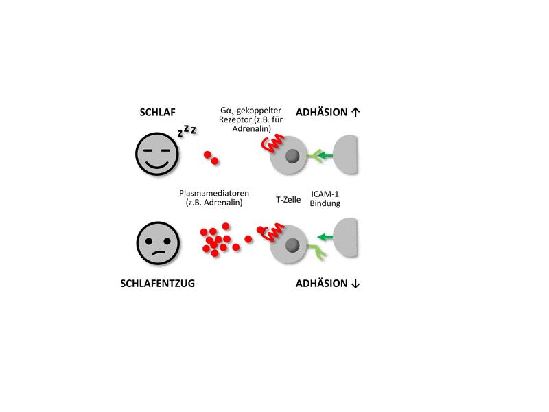Schon nach drei Stunden Schlafentzug beeinträchtigt: Die Adhäsion der T-Zellen, also ihre Fähigkeit, sich an infizierte Zellen anzuheften und diese zu beseitigen.