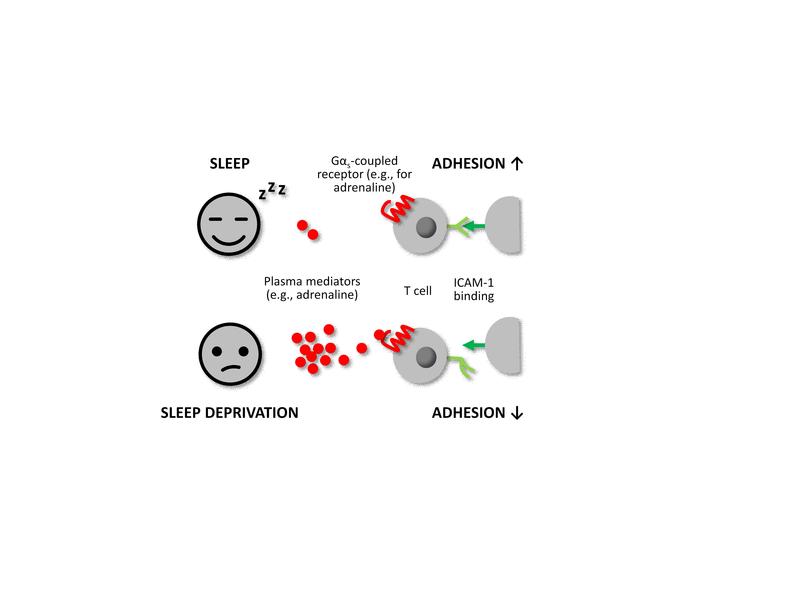 Adhesion of T cells impaired after just three hours of sleep deprivation.