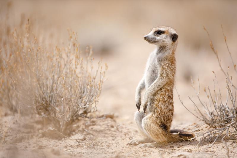 Erdmännchen in der Kalahari. 