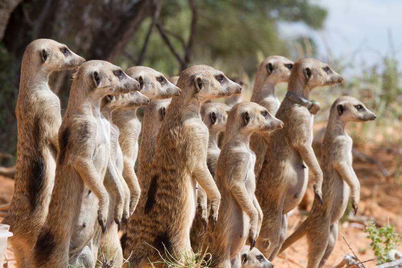 Meerkats are cooperative breeders that live in social groups. A dominant female monopolizes most of the reproduction, while subordinate helpers assist in raising her offspring. 