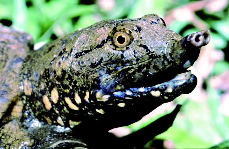 Die neu entdeckte Flecken-Weichschildkröte 