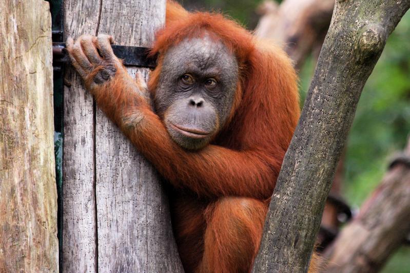 Orang Utan im Freigehege im Zoo von Leipzig.