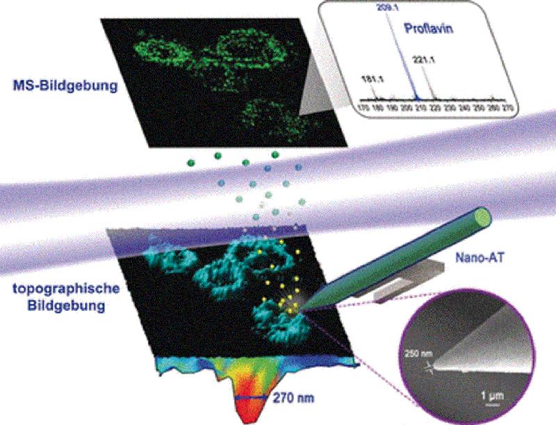 Nahfeld-Desorptions-Massenspektrometrie ermöglicht nanoauflösende chemische und topographische Bildgebung an Einzelzellen.