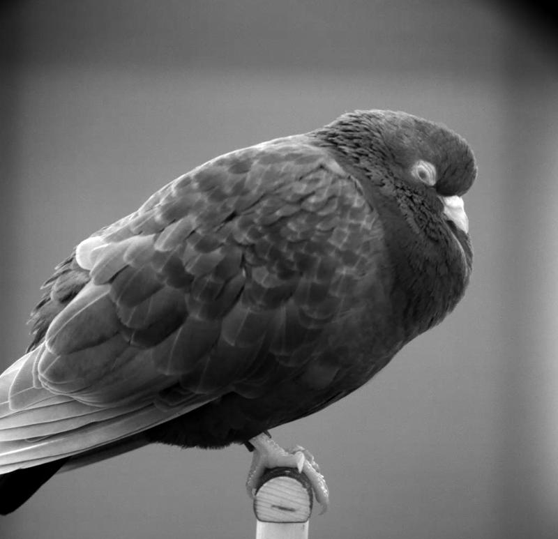 Sleeping pigeon