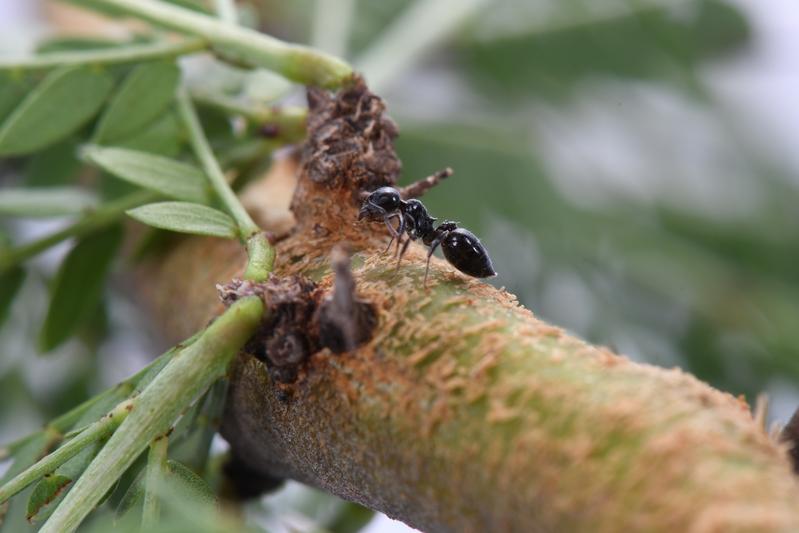 Die Akazien-Ameise Crematogaster mimosae verteidigt ihren Wohn-Baum gegen Angreifer.