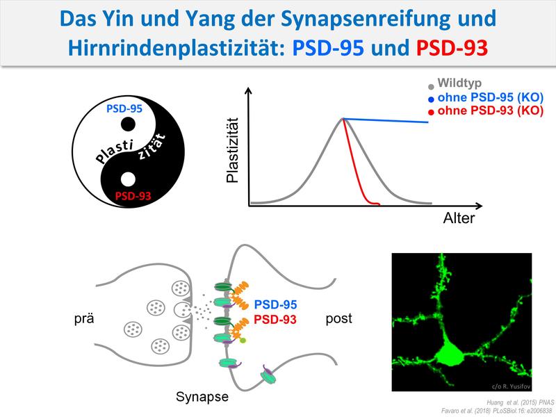 Yin und Yang im Gehirn: Gegensätzliche Funktionen von PSD-93 und PSD-95 ermöglichen die normale Synapsenreifung und kontrollieren so das Timing kritischer Phasen während der Gehirnentwicklung.