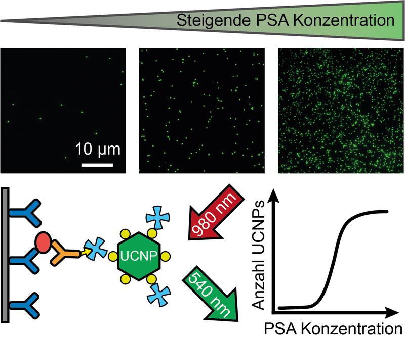 Photonen-aufkonvertierende Nanopartikel (UCNPs) sind ein ideales Nachweissystem für Immunoassays.