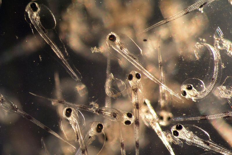 Dorschlarven kommen mit veränderten pH-Werten im Meerwasser nur schlecht zurecht. 