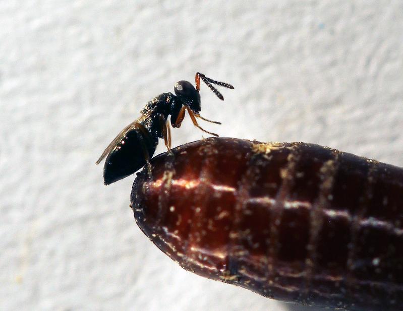 Weibchen der parasitischen Wespe Urolepis rufipes.