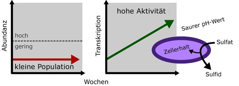 Mikroorganismen können Schlüsselpositionen in den biogeochemischen Kreisläufen der Ökosysteme und damit beim Klimawandel einnehmen. Ein solcher Prozess ist z.B. die Sulfatreduktion in Mooren