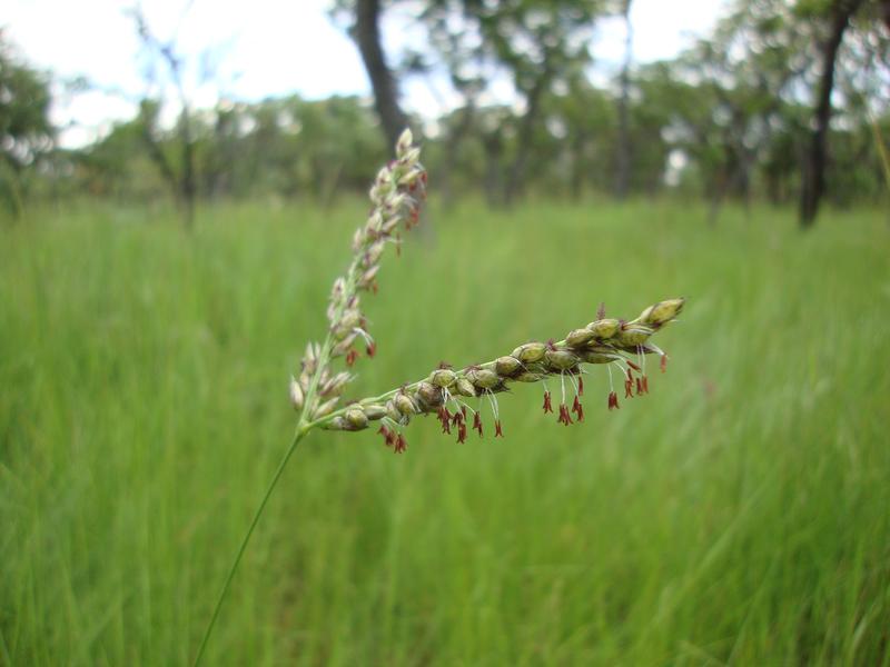Alloteropsis semialata in einer bewaldeten Savanne in Sambia. Die Studie zeigte, dass zwei Genfragmente von T. Triandra (Bild 2) in das Genom von A. semialata-Populationen integriert wuden.