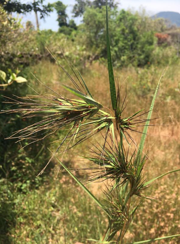 Themeda triandra in einer bewaldeten Savanne in Sri Lanka. Die Studie zeigte, dass zwei Genfragmente von T. Triandra in das Genom von A. semialata-Populationen (Bild 1) integriert wurden.