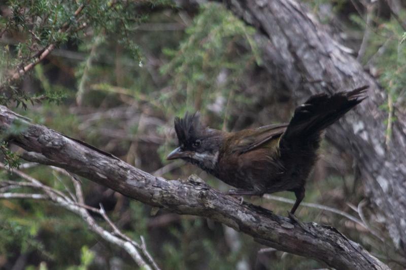   Der dunkel gefärbte Schwarzschopf-Wippflöter (Psophodes olivaceus) lebt in den feuchen Küstengebieten in Australien.