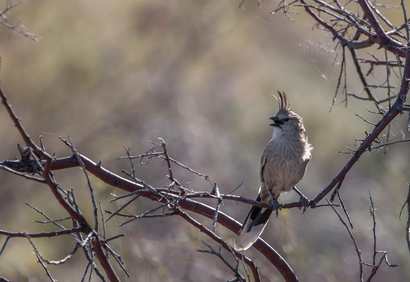 The closely related Chirruping Wedgebill (Psophodes cristatus) with its lighter coloured plumage however, lives in the arid and semi-arid interior of the continent.