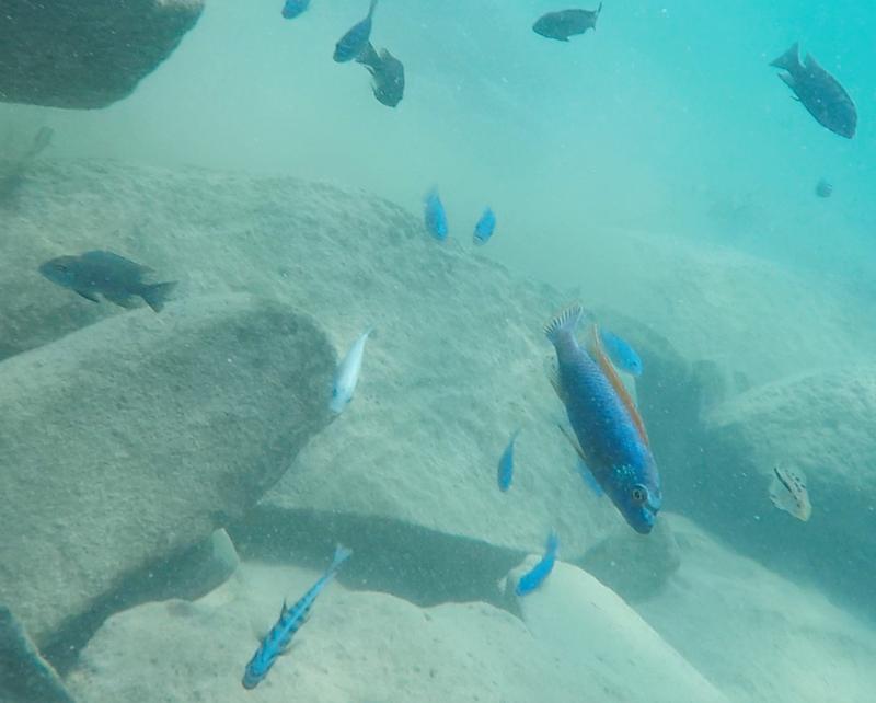 Diversity of Lake Malawi cichlids