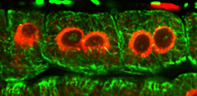 Due to the defect, cells with more than one nucleus (red) were formed in the plant.