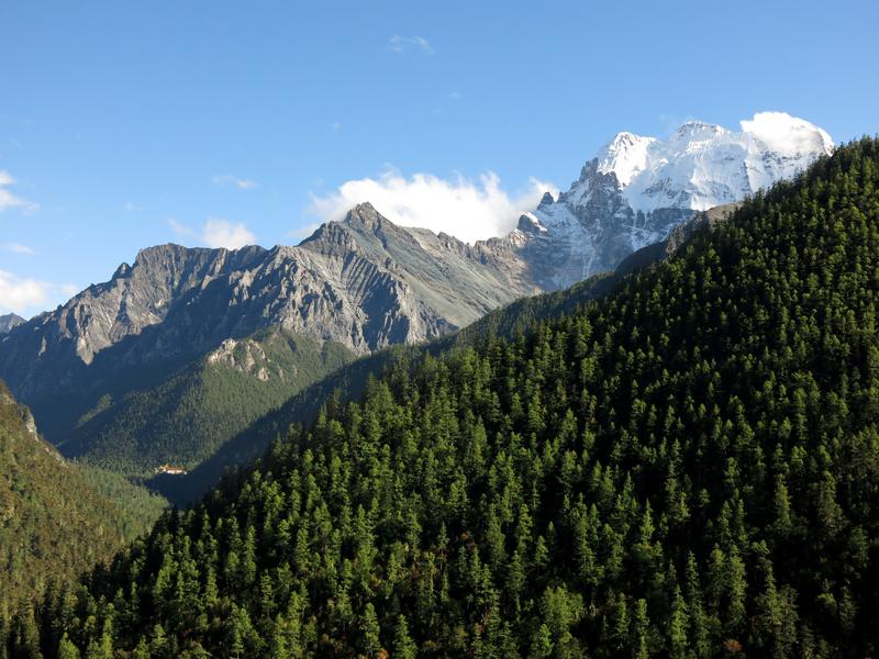 Wenn man direkt im Wald um Yading (Nyidên), China steht, erscheint einem die Anzahl an Baumarten nicht besonders hoch. Bewegt man sich weiter, ändert sich der Charakter des Waldes jedoch schlagartig.